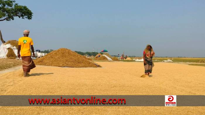 নেত্রকোণায় শস্কা কাটিয়ে সোনালী ফসল ঘরে তুলছে কৃষকরা