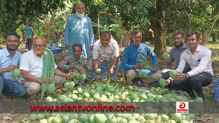 কালীগঞ্জের গোবিন্দভোগ আম যাচ্ছে ইংল্যাল্ডে