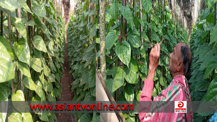 কালীগঞ্জে আধুনিক পদ্ধতিতে পান চাষ