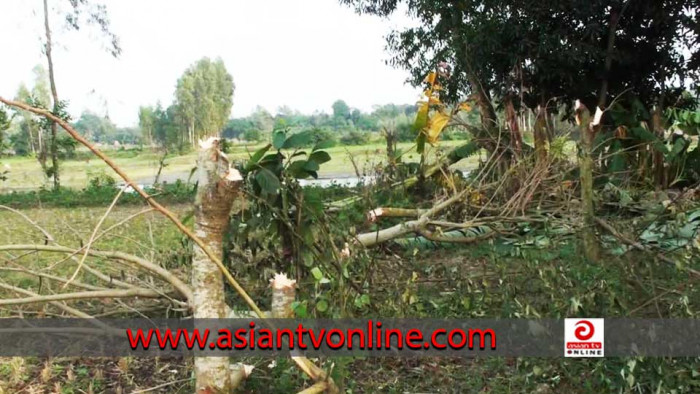 রায়পুরায় পূর্ব শত্রুতার জেরে শতাধিক ফলজ গাছ কর্তন