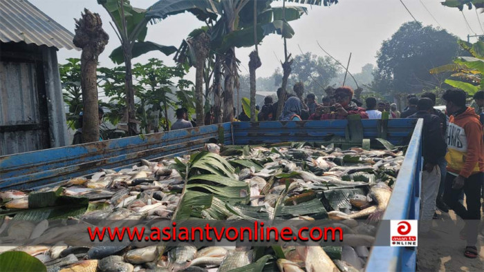 পলাশে পুকুরে বিষ প্রয়োগ করে ২০ লাখ টাকার মাছ নিধন