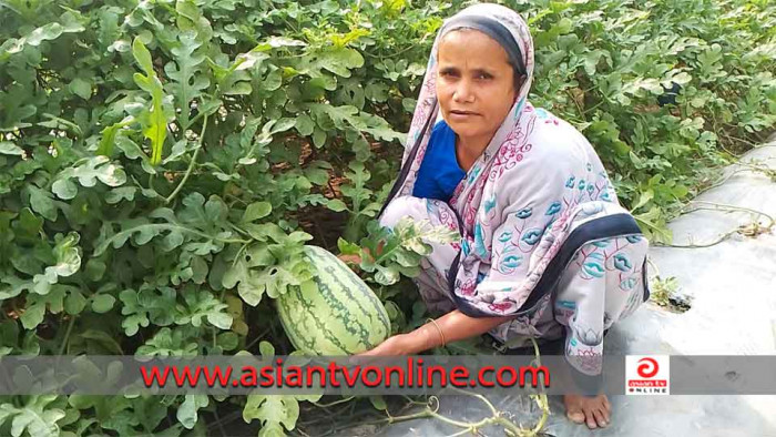 ডোমারে বেবি তরমুজ চাষ করে স্বাবলম্বী সামিউন বেগম