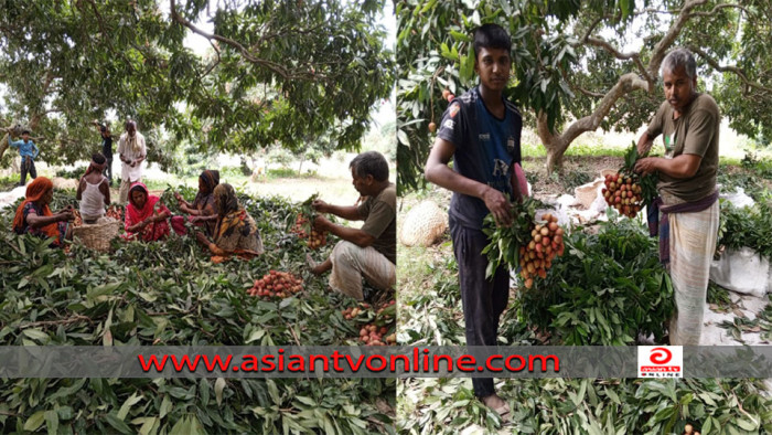 লাল লিচুতে রঙিন স্বপ্ন বুনছেন পাবনার চাষিরা