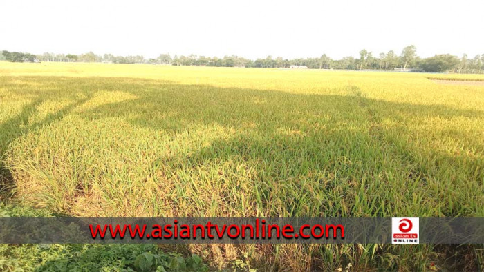 লালমনিরহাটে ধানের বাম্পার ফলনেও কৃষকের চোখে মুখে দুশ্চিন্তার ছাপ