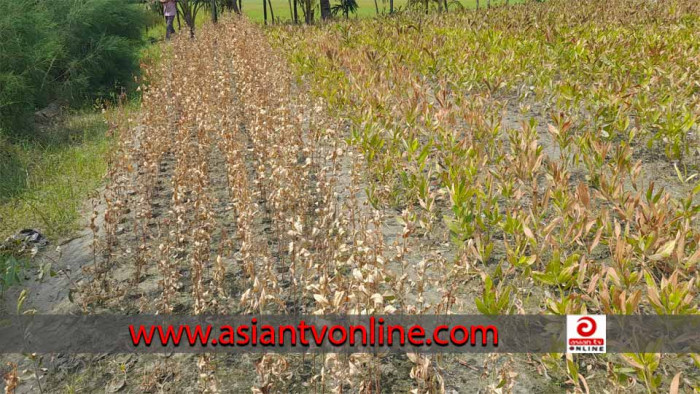 নোয়াখালীতে কীটনাশক দিয়ে চারাগাছ জ্বালিয়ে দেওয়ার অভিযোগ