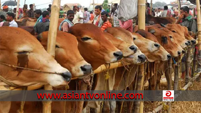 আফতাবনগরে এ বছর গরুর হাট বসানো যাবে না, হাইকোর্টের আদেশ বহাল