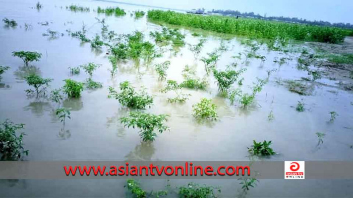 রৌমারীতে চরাঞ্চল প্লাবিত,  নদীভাঙ্গনে বাড়িঘর হারিয়েছে ২০টি পরিবার