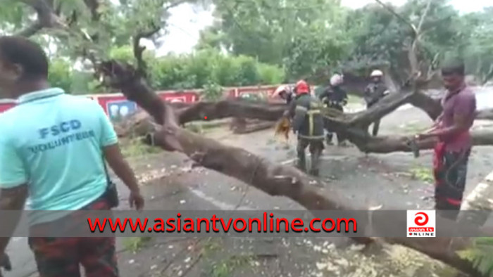 বগুড়ায় রাস্তার ওপর আছড়ে পড়ল কৃষ্ণচূড়া গাছ