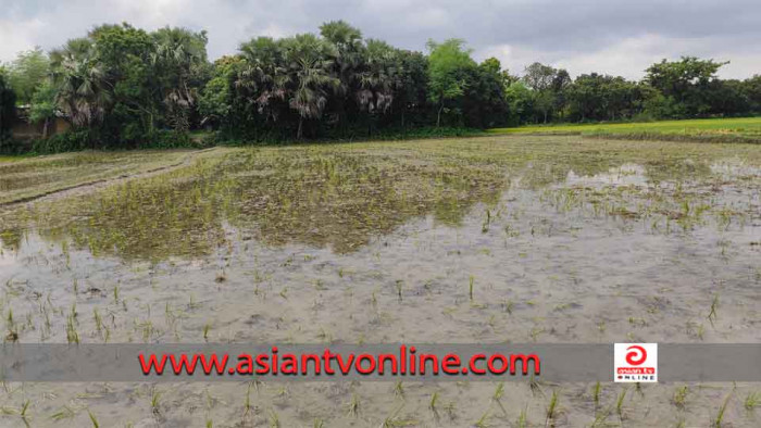 ৪ বিঘা জমির ধান মই টেনে নষ্ট করে দিয়েছে দুর্বৃত্তরা