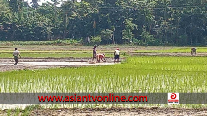 খোকসায় আমন ধান রোপণে ব্যস্ত চাষিরা