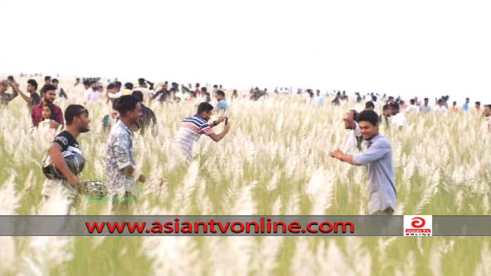 সদরপুরের বিস্তীর্ণ চরটি এখন কাশফুলের সাদা বিছানা