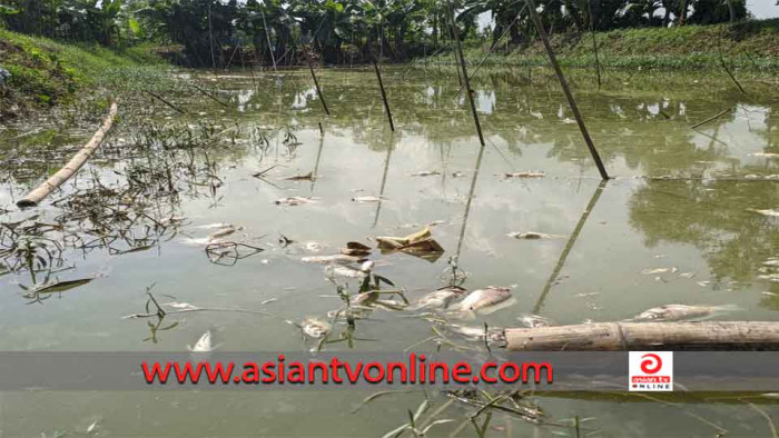 রাঙ্গুনিয়ায় পুকুরে বিষ দিয়ে অর্ধ লাখ টাকার মাছ নিধন