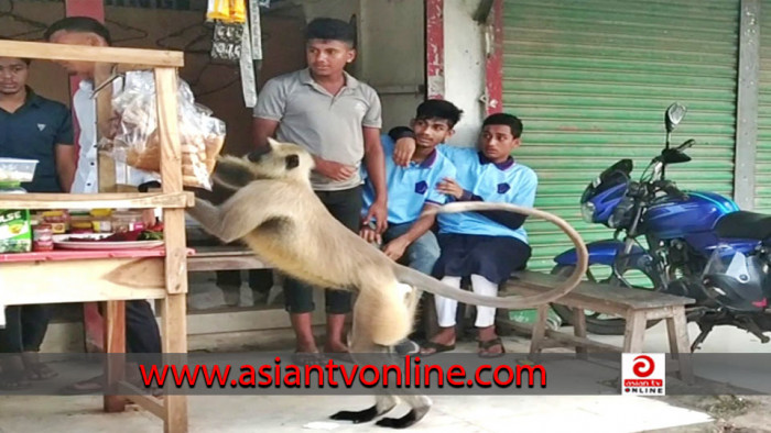 ফকিরহাটে দলছুট মুখপোড়া হনুমান ঘুরে বেড়াচ্ছে লোকালয়ে