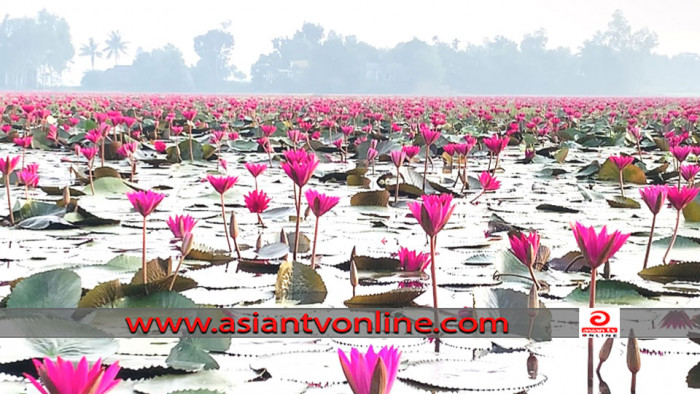 টাঙ্গাইলে লাল শাপলার অপার সৌন্দর্য ছড়াচ্ছে মুগ্ধতা