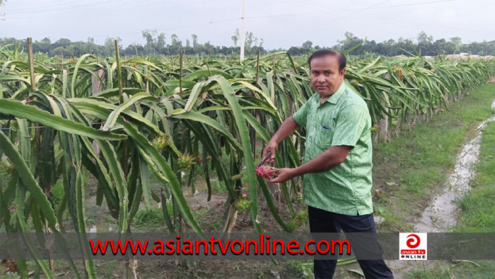 ইউটিউব দেখে ড্রাগন চাষে সফল সুন্দরগঞ্জের শাহাবুদ্দিন