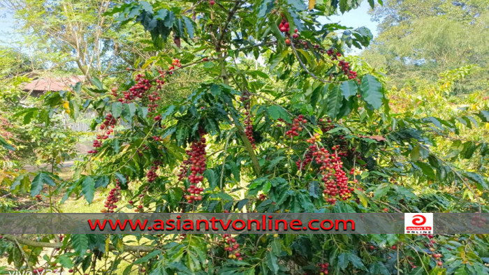 মধুপুর গড়ে কৃষক ছানোয়ারের কফি চাষে বাজিমাত