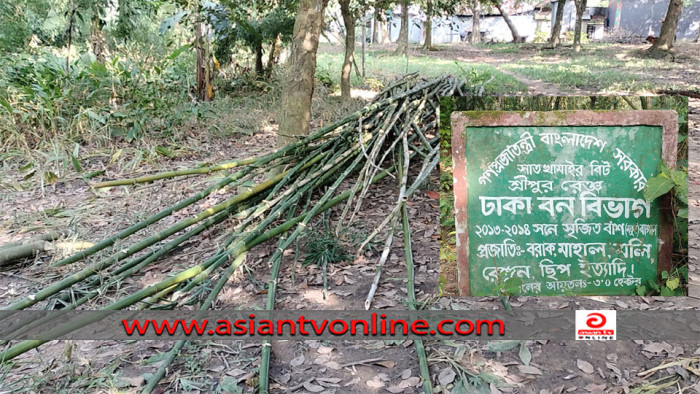 শ্রীপুরে ৮ হেক্টর বনের বাঁশ কেটে নিচ্ছে বনখেঁকুরা