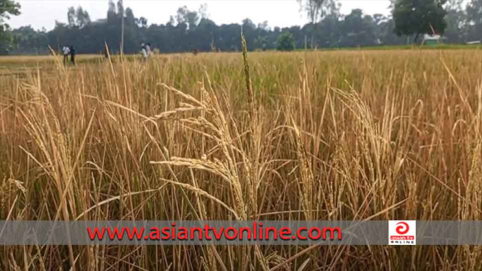 আগাছানাশক দিয়ে কৃষকের ৬ বিঘা জমির ধান বিনষ্ট করেছে দুর্বৃত্তরা