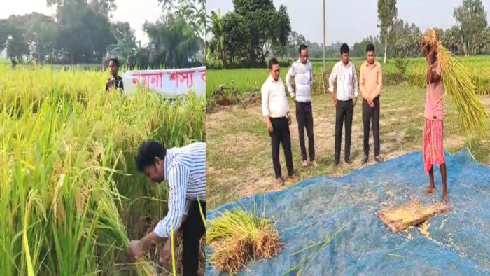 পার্বতীপুরে আগাম জাতের ধান কাটা-মাড়াই শুরু