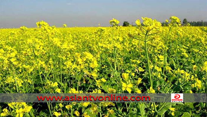 কৃষকের রঙিন স্বপ্ন দুলছে সরিষার হলুদ ফুলে