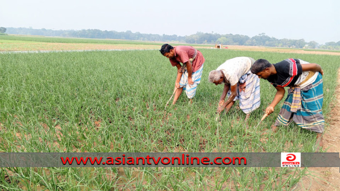 সদরপুরে মুড়িকাটা পেঁয়াজের ব্যাপক আবাদ