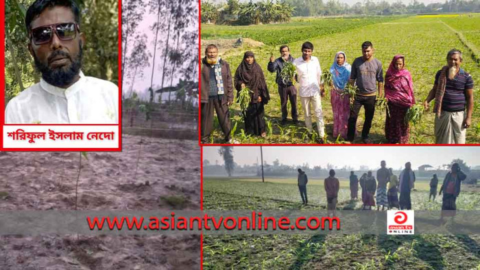 রাতের আঁধারে কৃষকের ৫০ শতক জমির ভুট্টা গাছ কেটে সাবাড়