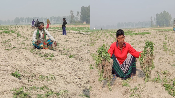 বর্গাচাষীদের ৫৭ শতাংশ আলু গাছ উপড়ে ফেলল প্রতিপক্ষ