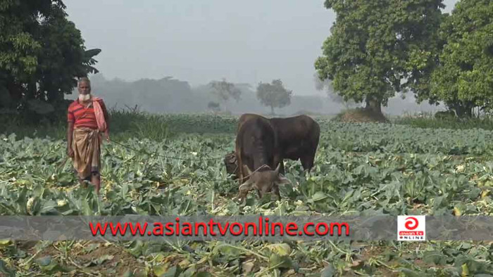 মেহেরপুরে ফুলকপি চাষ করে বিপাকে কৃষকরা