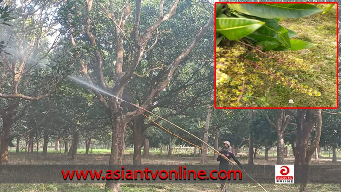 আগাম পরিচর্যায় ব্যস্ত চাঁপাইনবাবগঞ্জের আম চাষিরা