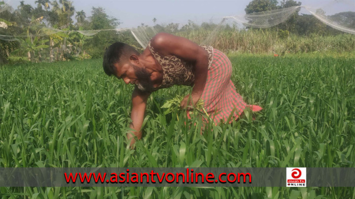 ফকিরহাটে গমের বাম্পার ফলনের আশা চাষিদের