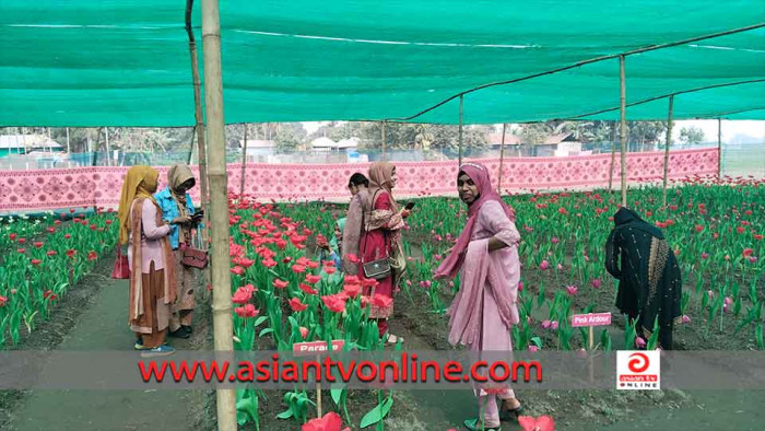 তেঁতুলিয়ায় বাহারি টিউলিপের বাগান দেখতে ভিড় বাড়ছে পর্যটকদের