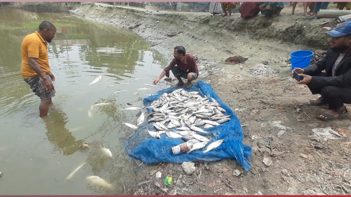 পুকুরে বিষ দিয়ে দুই লাখ টাকার মাছ নিধন