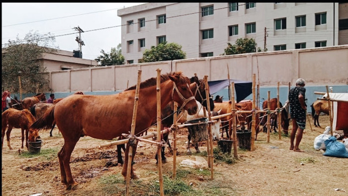 দোলযাত্রায় জমে উঠেছে গোপিনাথপুরের ঐতিহ্যবাহী ঘোড়ার মেলা