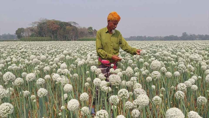 সদরপুরে কালো সোনা খ্যাত পেঁয়াজ বীজের বাম্পার ফলন